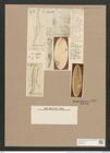 Pleurosigma hippocampus (Ehr.) W.Sm. (de-Toni-Nr.: Genus 13, Species 1056) Zeichnungen Sammlung Grunow Nr. 1904 (NHMW-BOT-W0369023)